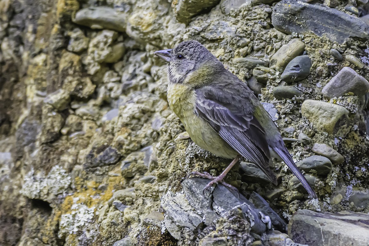 Peruvian Sierra Finch - ML644184372