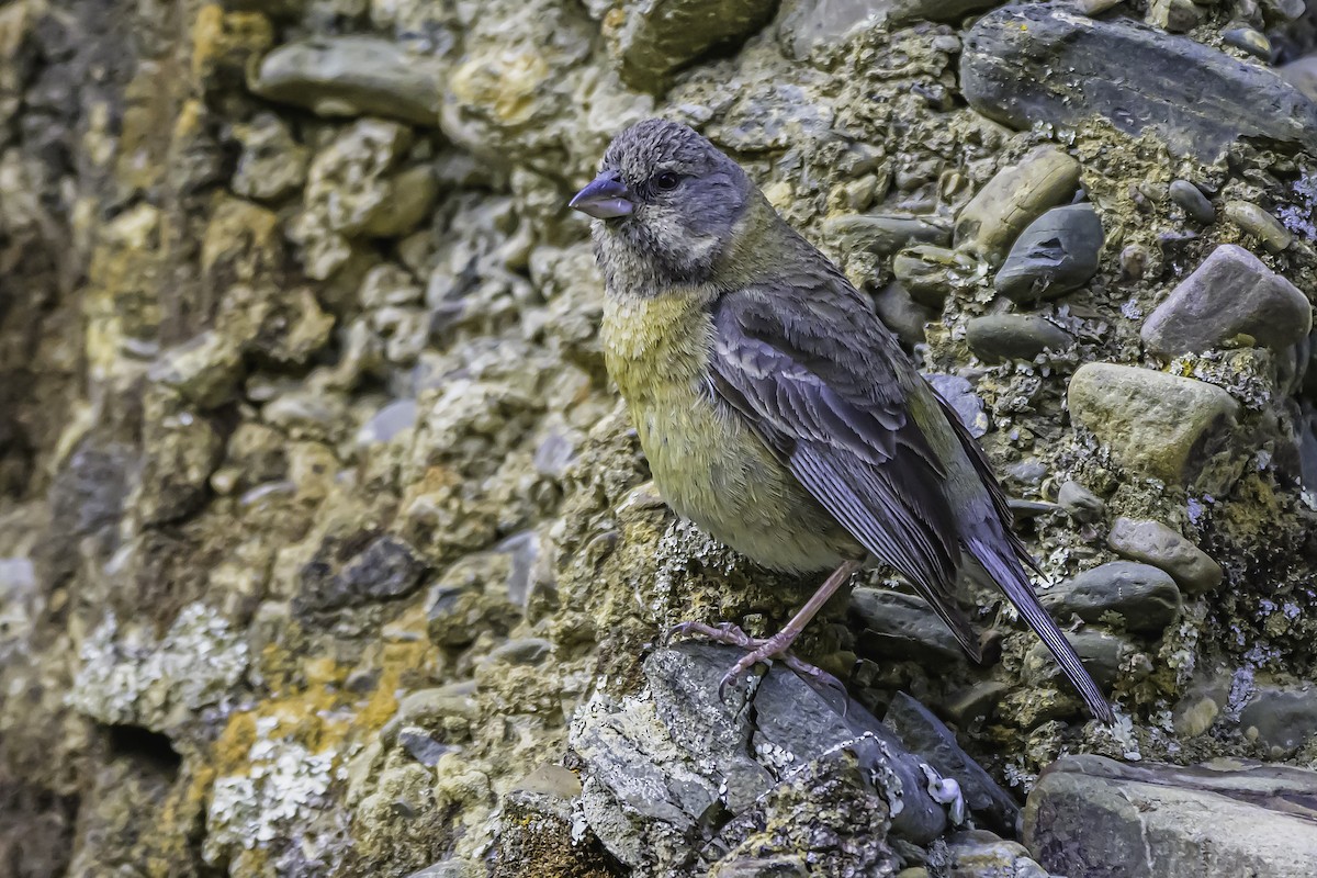 Peruvian Sierra Finch - ML644184373
