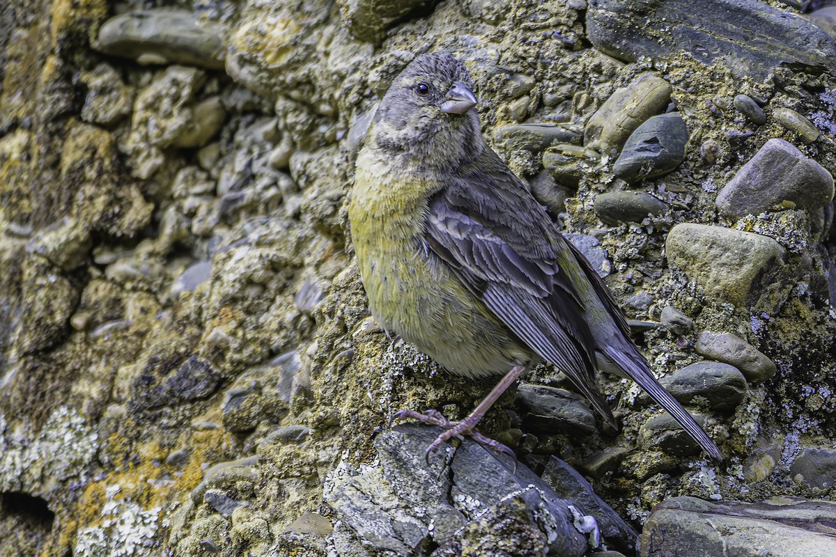 Peruvian Sierra Finch - ML644184374