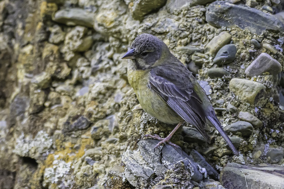 Peruvian Sierra Finch - ML644184375