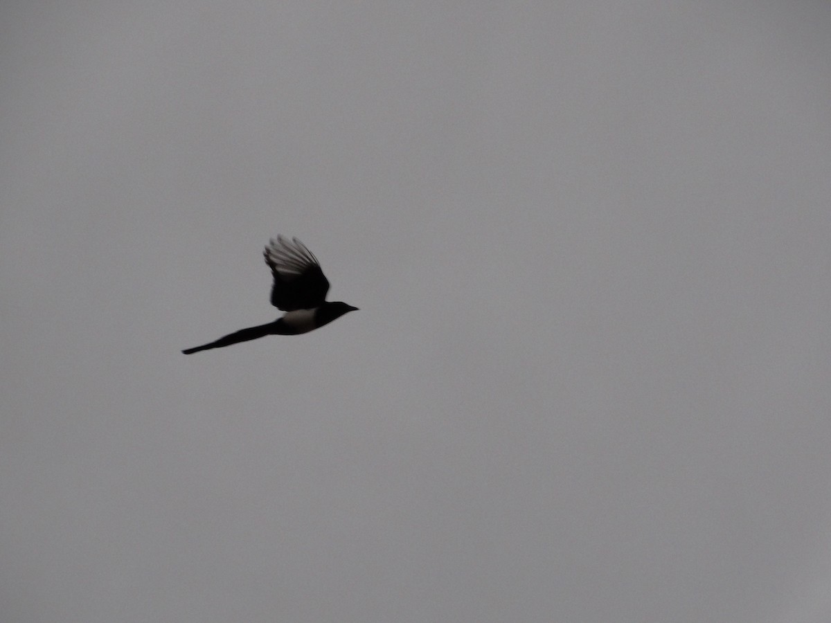 Black-billed Magpie - ML644184392