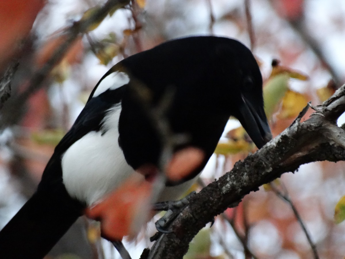 Black-billed Magpie - ML644184393