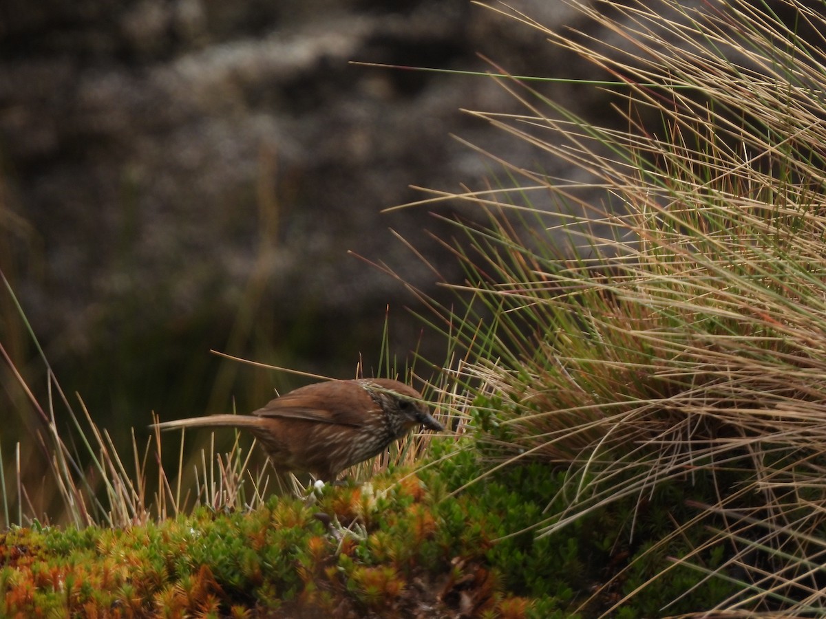 Line-fronted Canastero - ML644184395