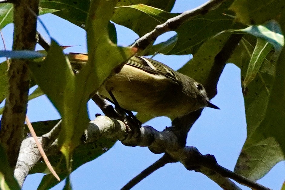 Ruby-crowned Kinglet - ML644184418