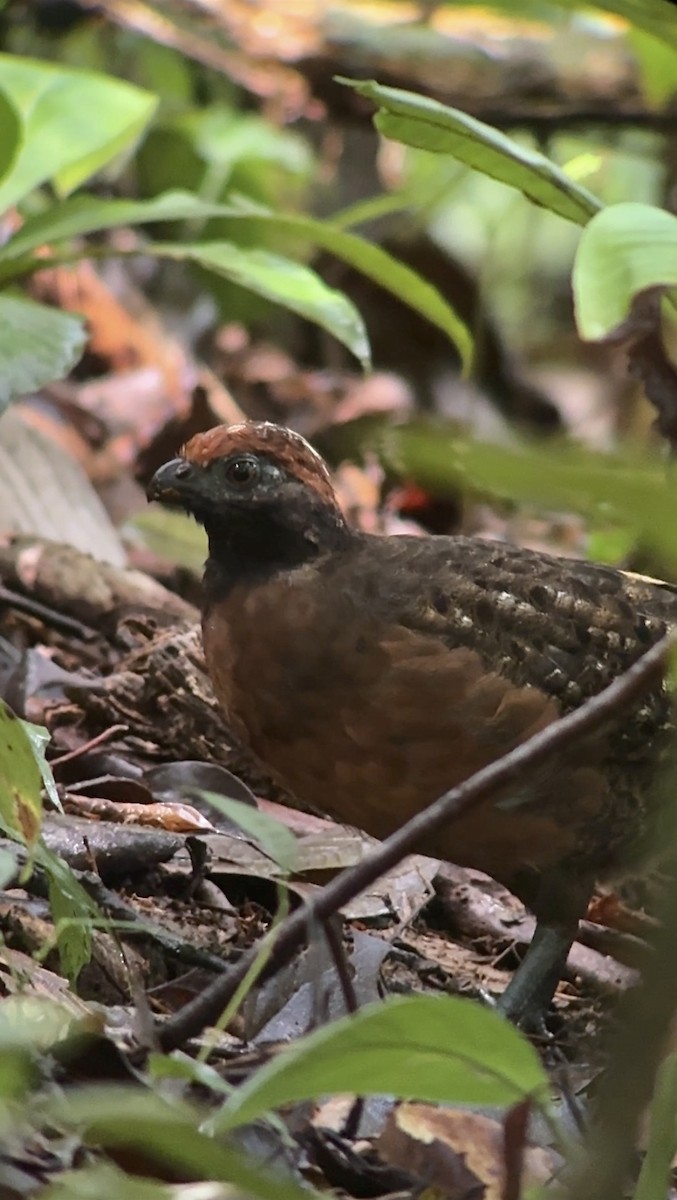 Tocro à face noire - ML644184427