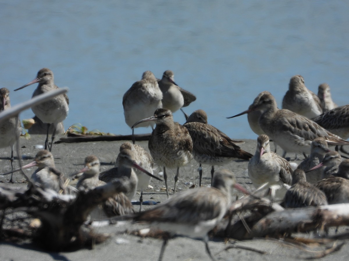 Eurasian Whimbrel - ML644184445