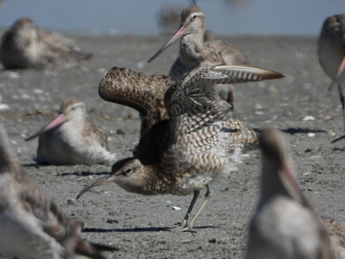 Eurasian Whimbrel - ML644184446