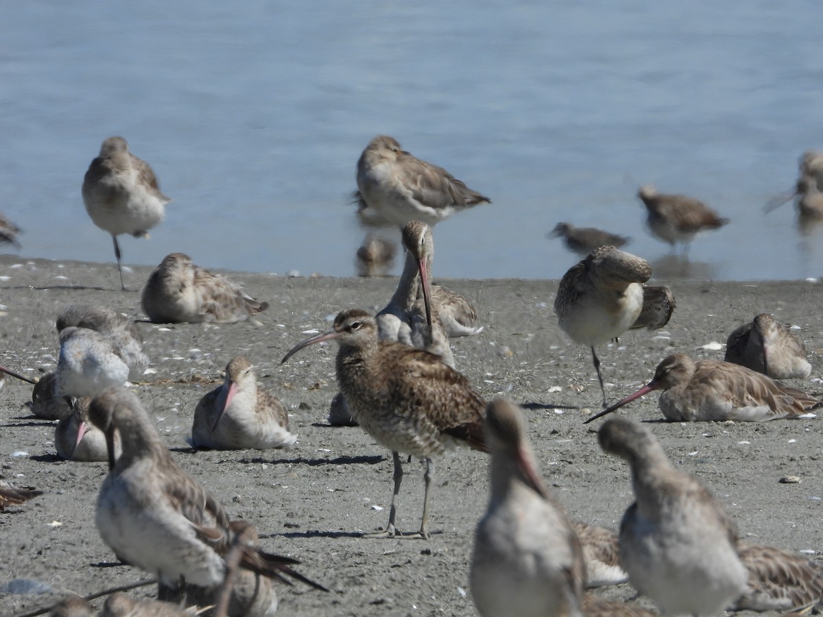 Eurasian Whimbrel - ML644184447