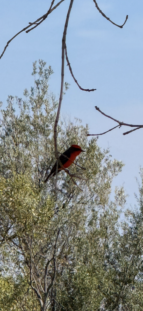 Vermilion Flycatcher - ML644184448