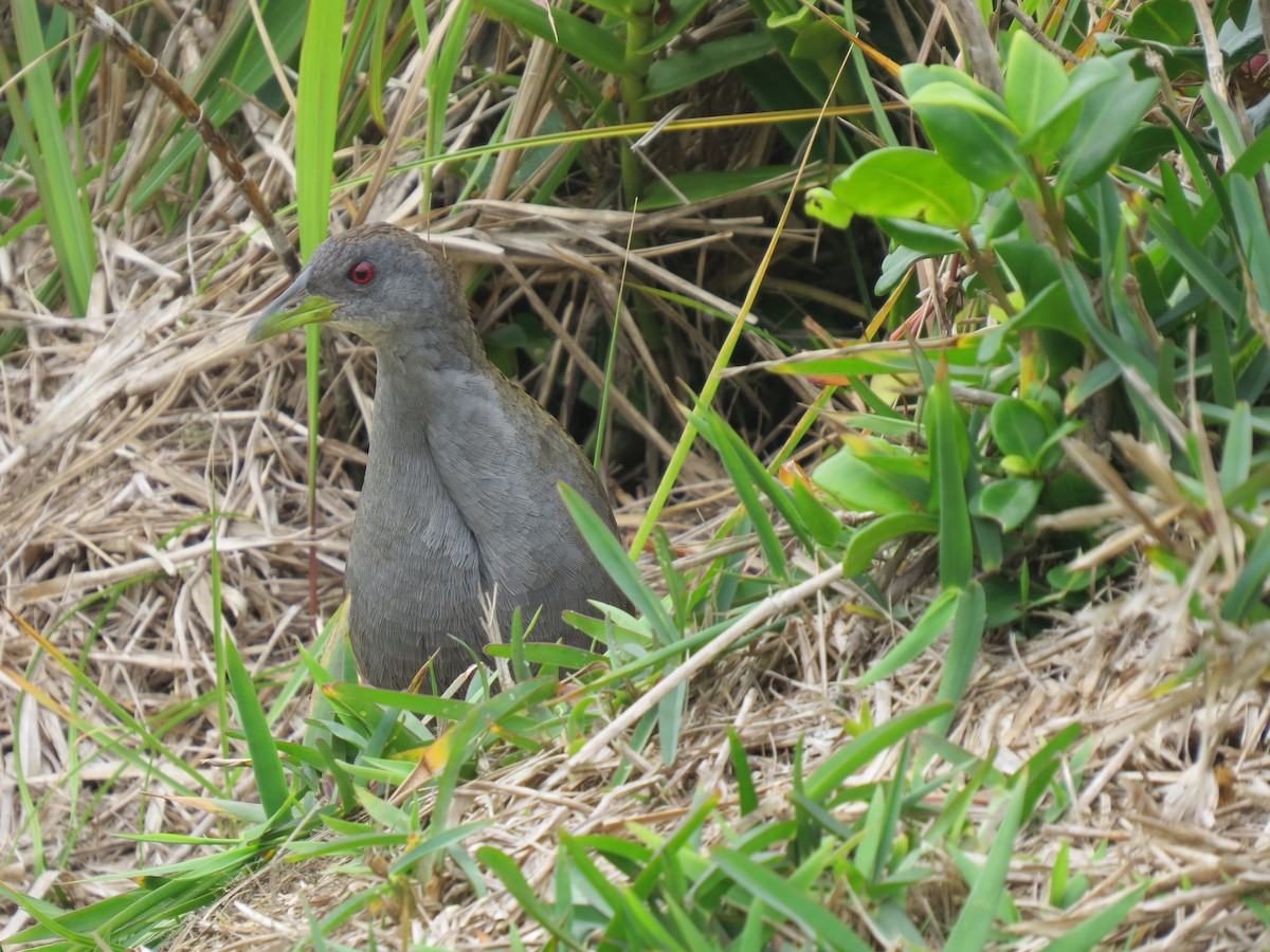 Ash-throated Crake - ML644184455