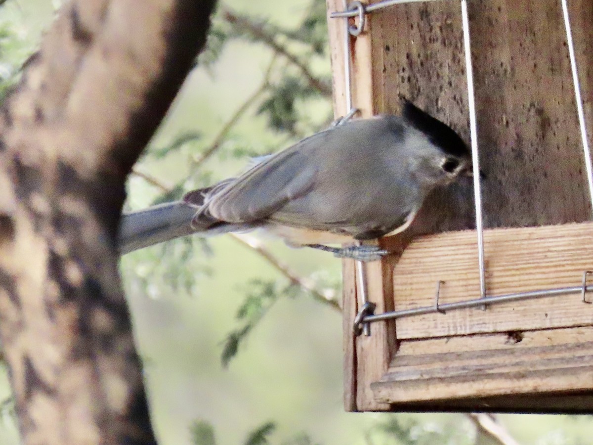 Black-crested Titmouse - ML644184465