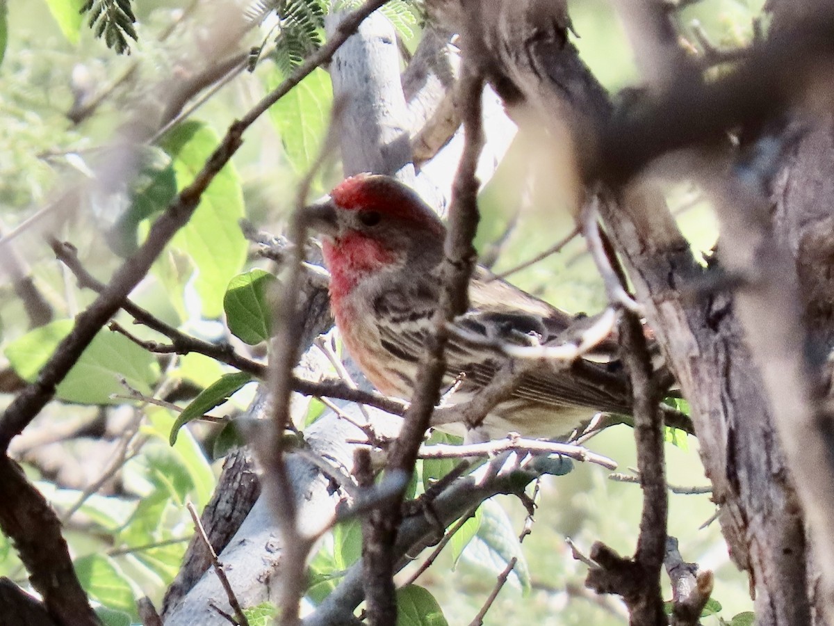 House Finch - ML644184474