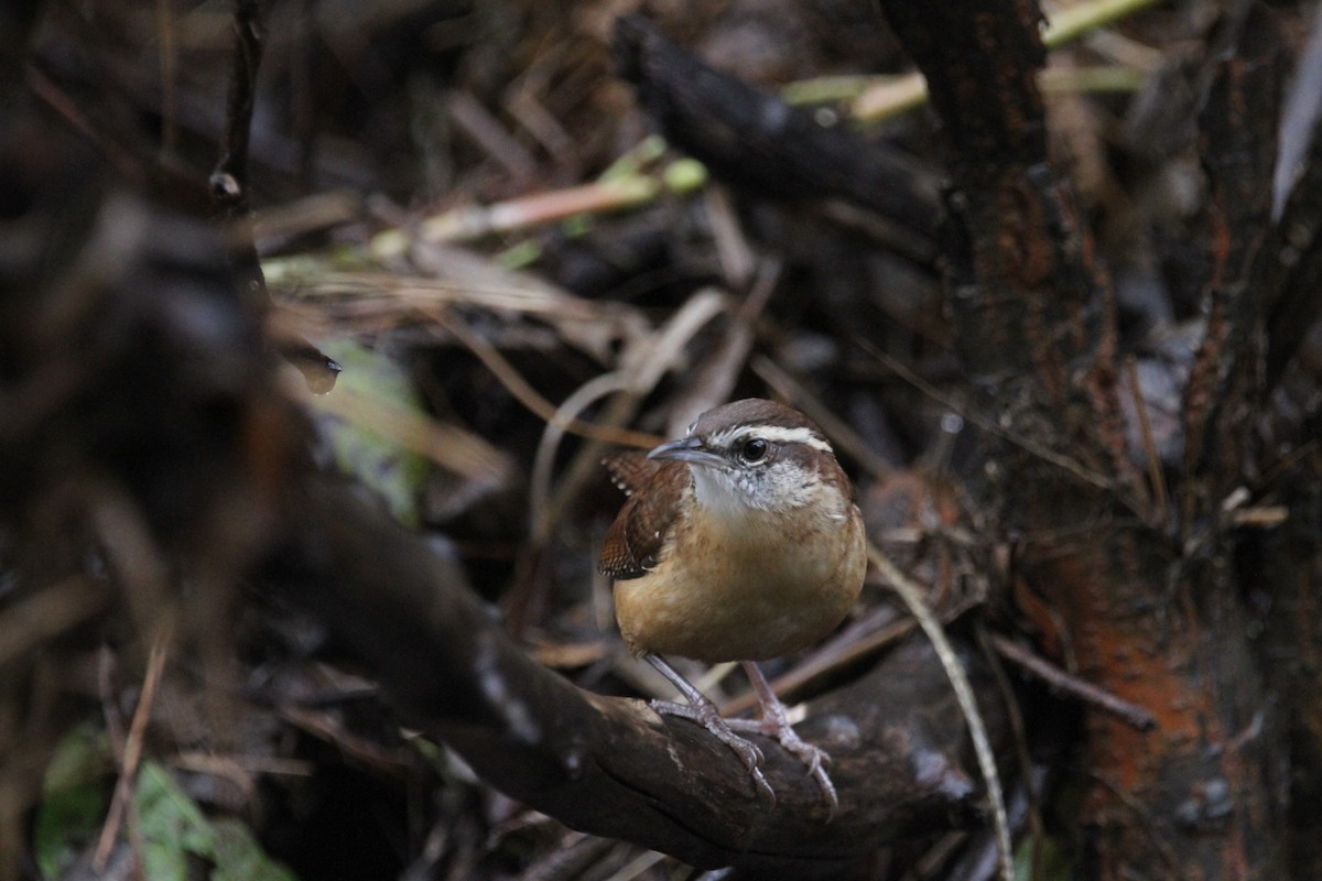 Carolina Wren - ML644184476