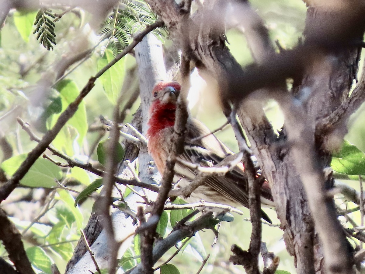 House Finch - ML644184480