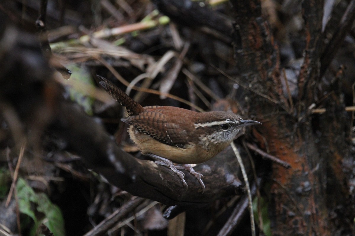 Carolina Wren - ML644184481