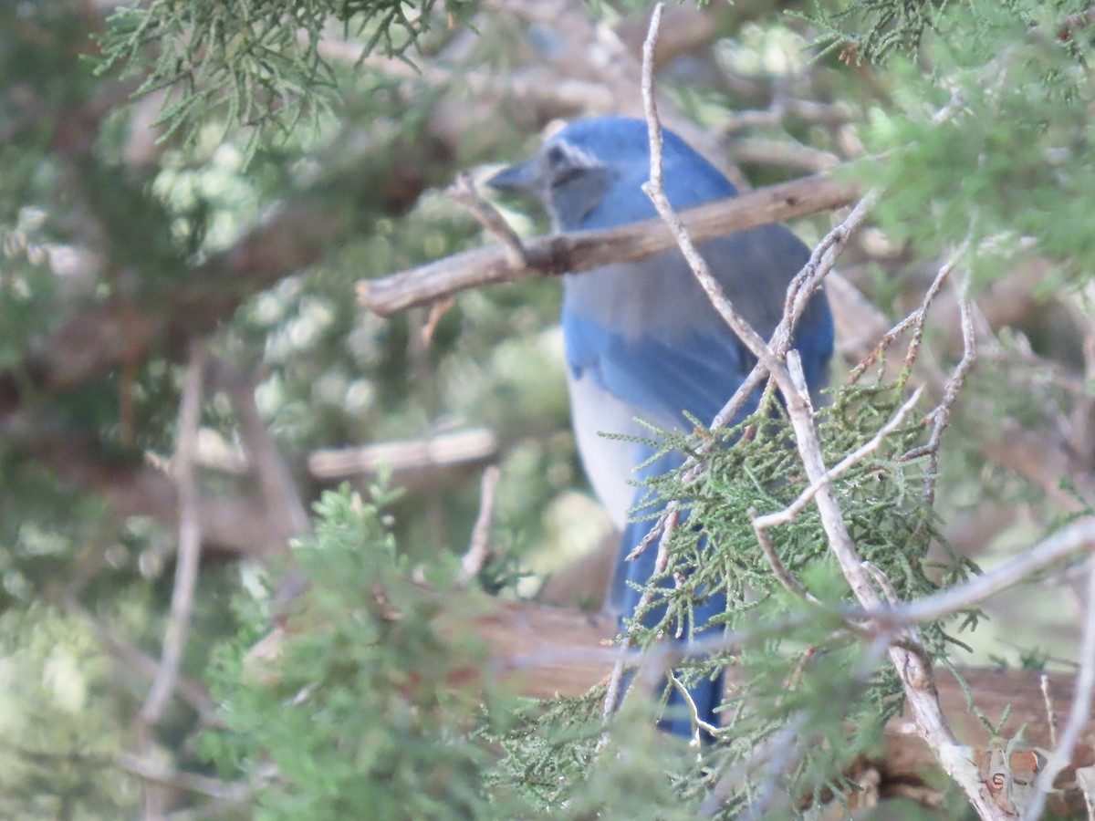 Woodhouse's Scrub-Jay - ML644184491