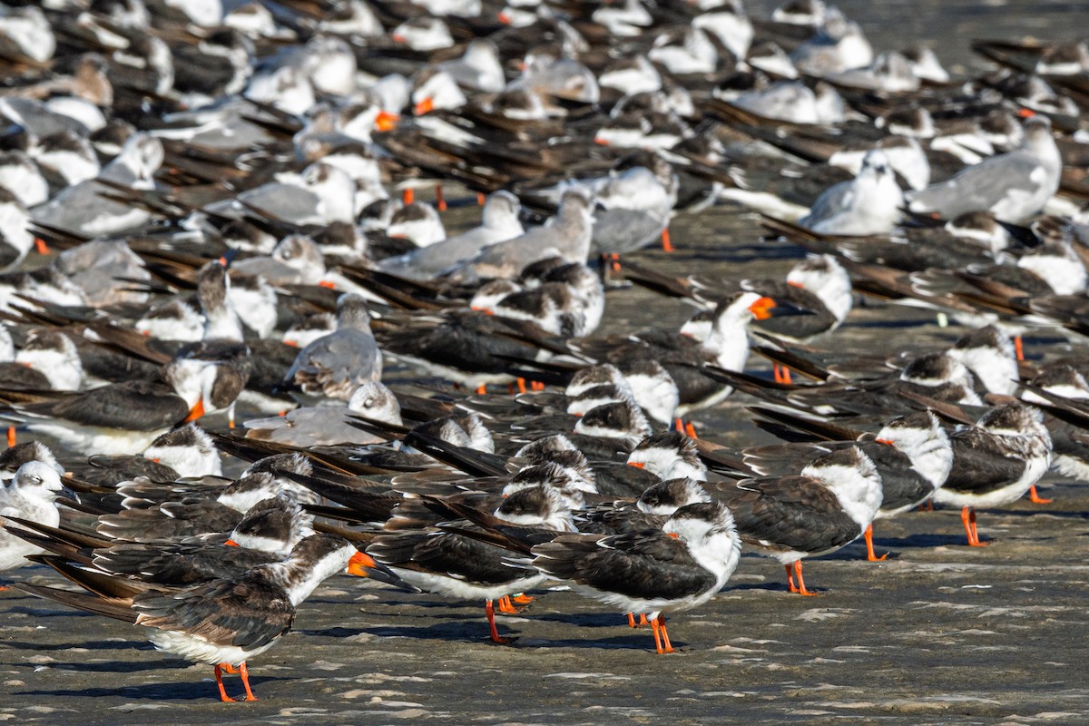 Black Skimmer - ML644184492