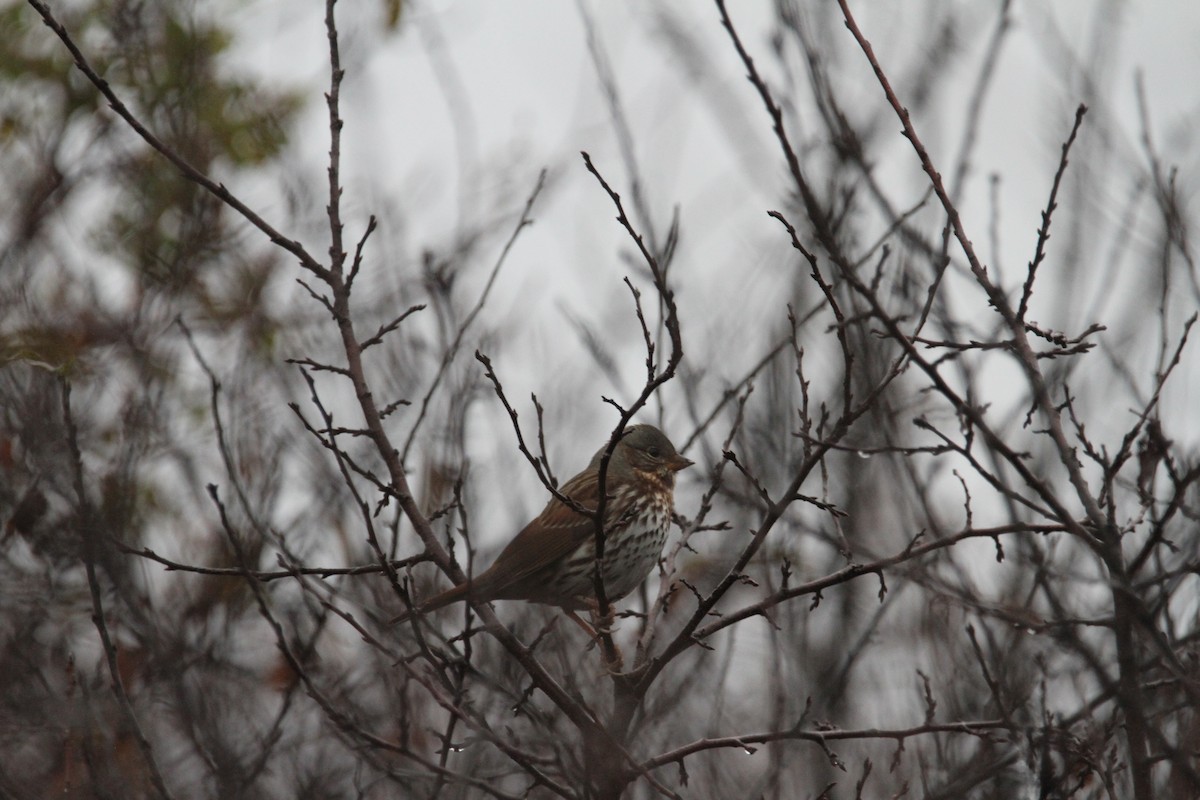 Fox Sparrow (Red) - Aiden  Haley