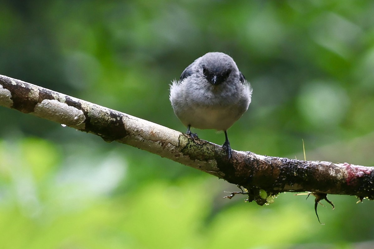 Plain-colored Tanager - ML644184497