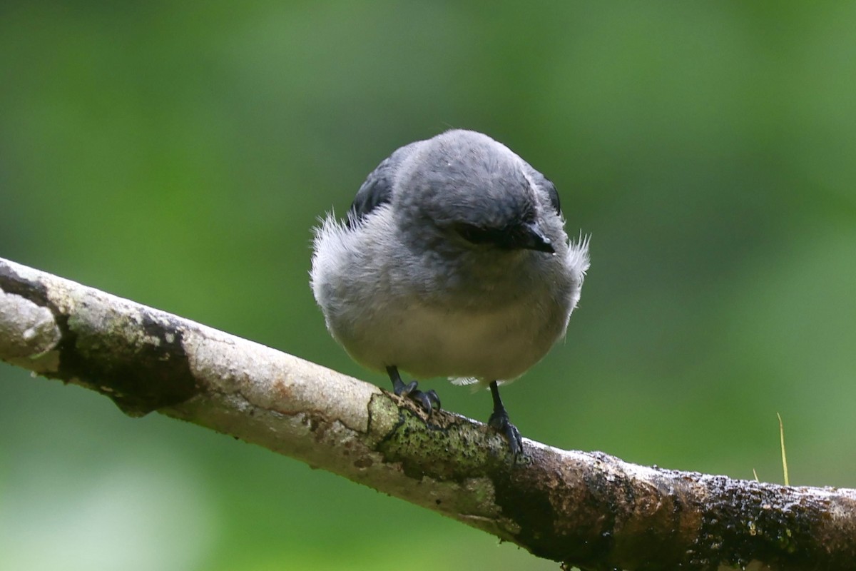 Plain-colored Tanager - ML644184498