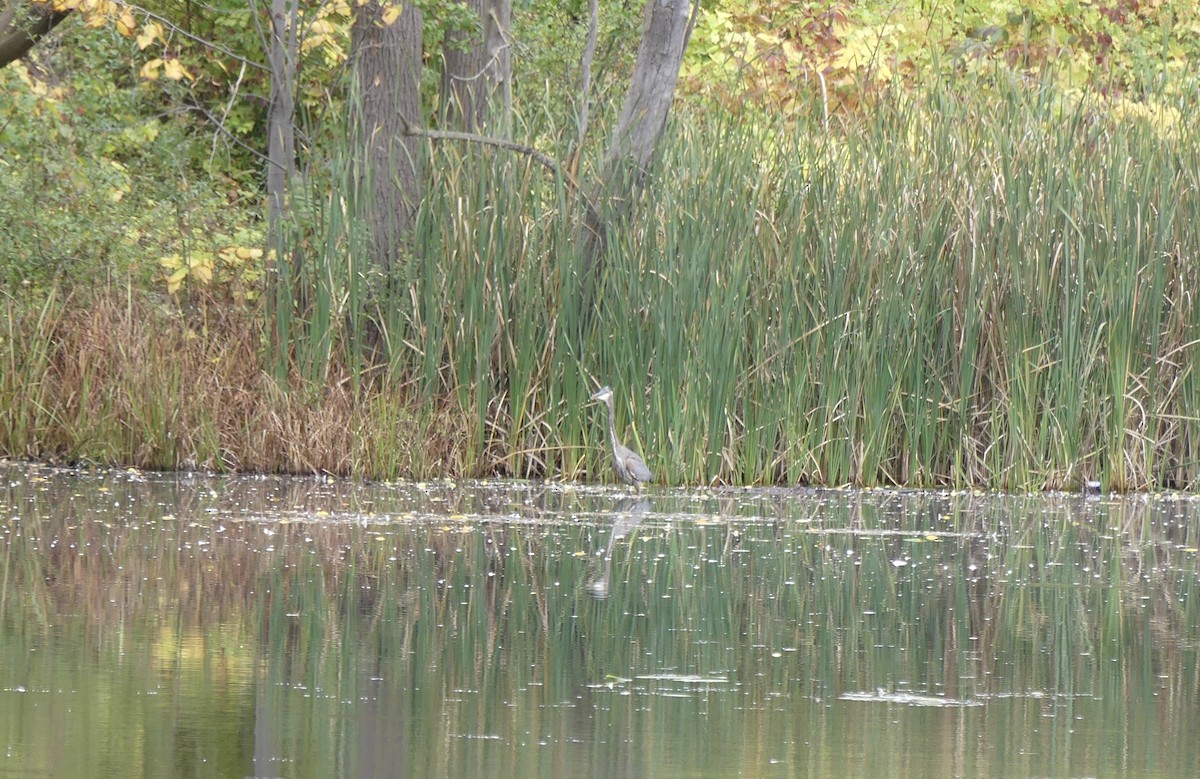 Great Blue Heron - ML644184499