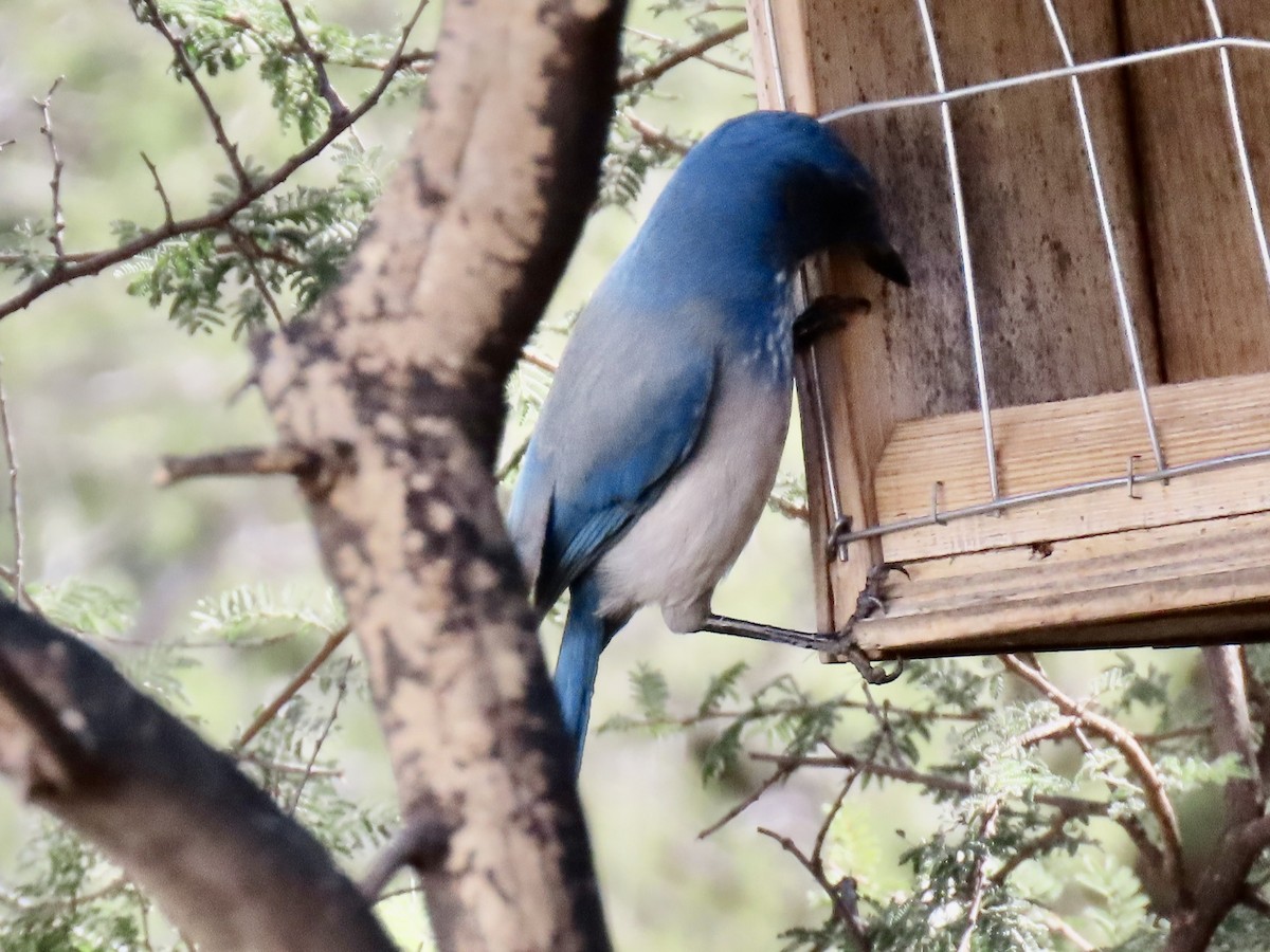 Woodhouse's Scrub-Jay - ML644184501