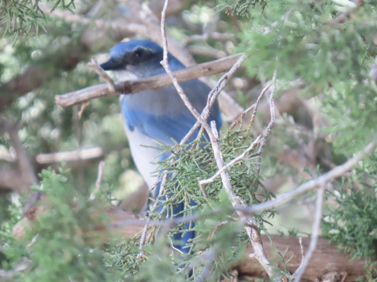 Woodhouse's Scrub-Jay - ML644184508