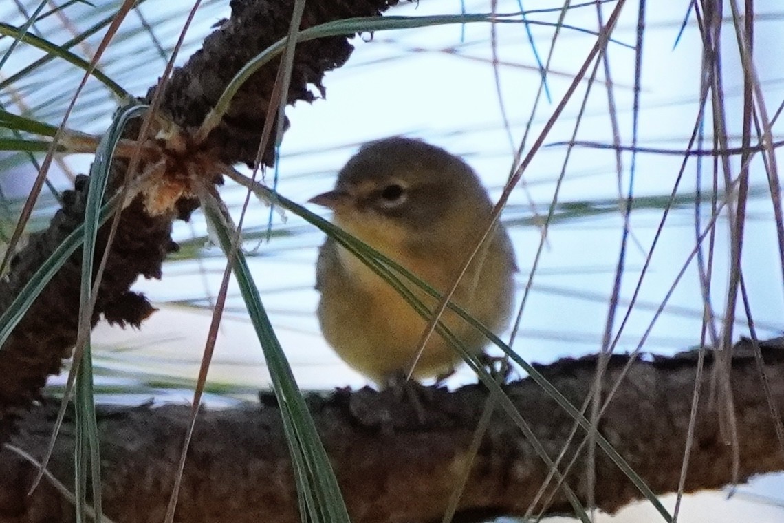 Pine Warbler - ML644184510