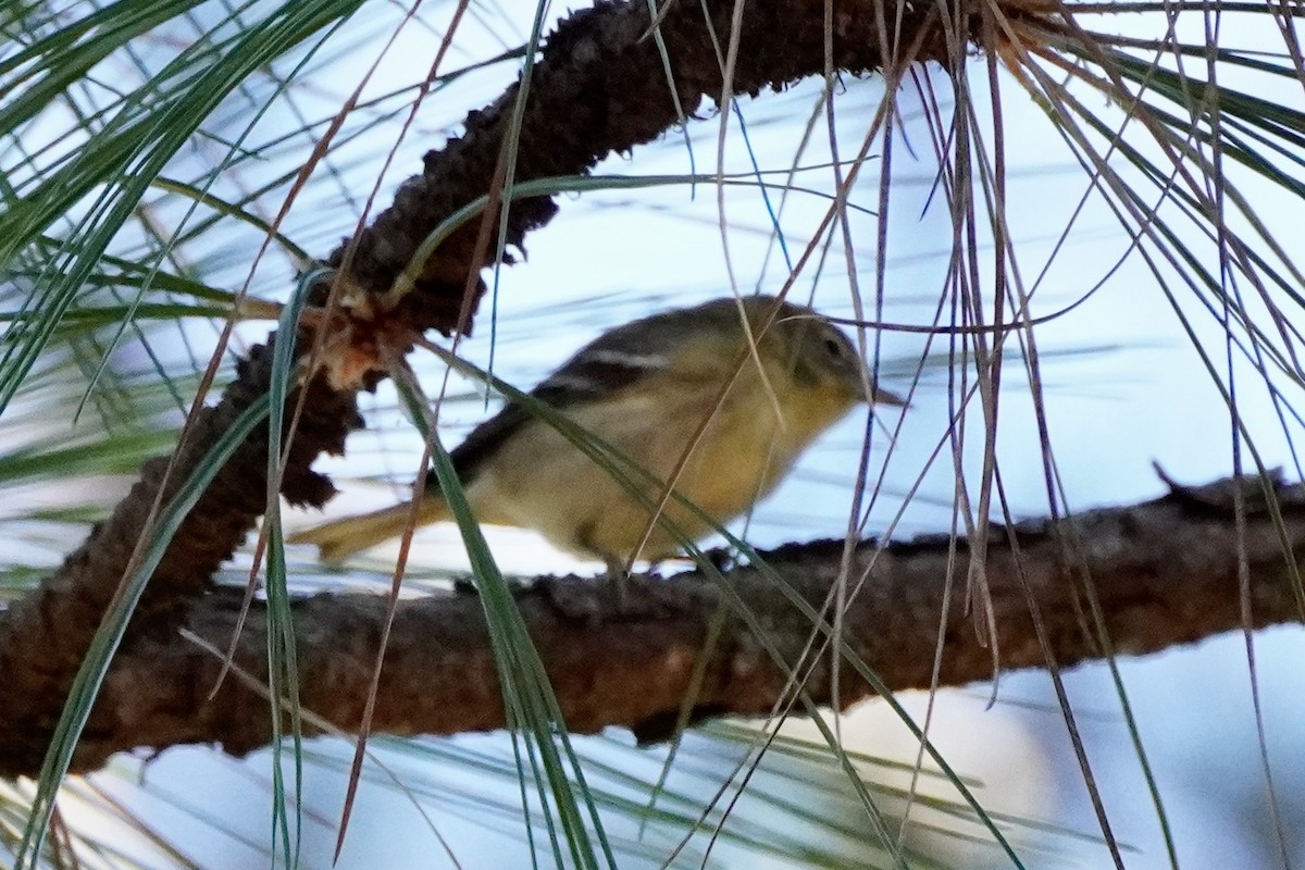 Pine Warbler - ML644184511