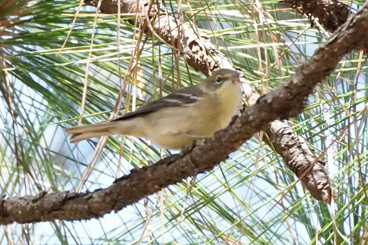 Pine Warbler - ML644184512