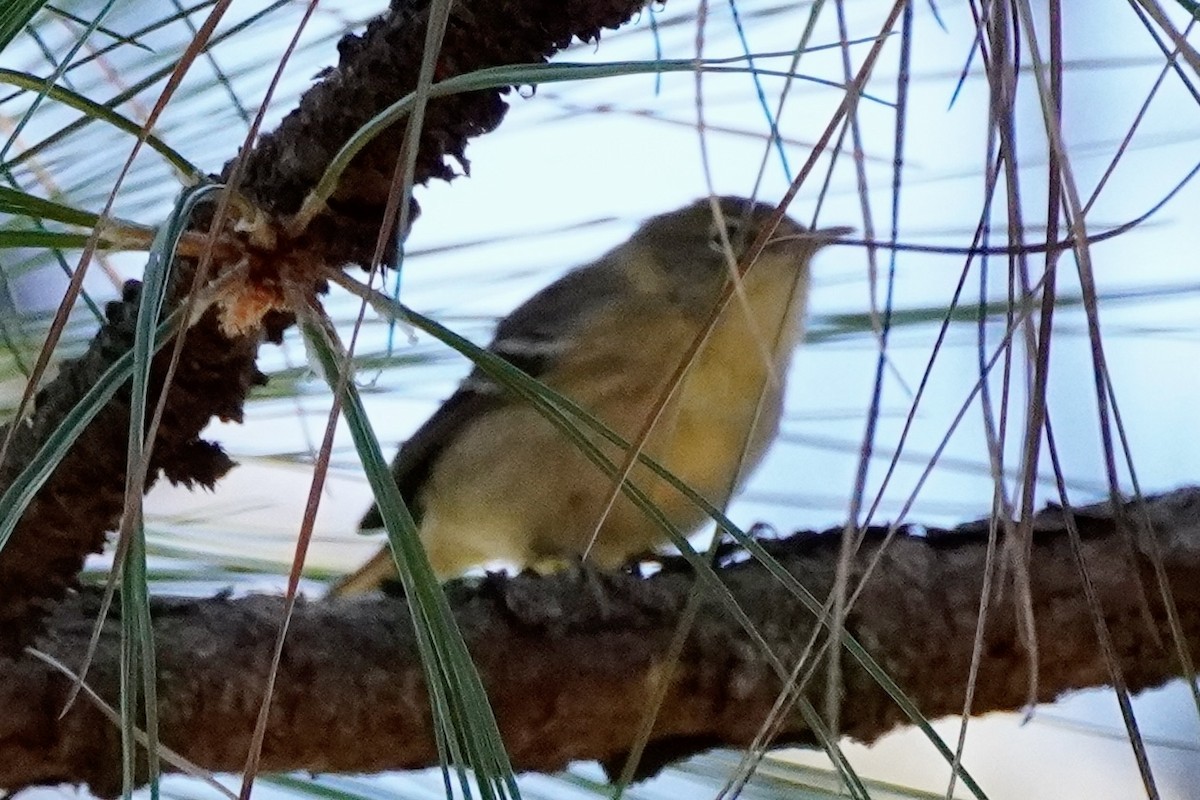 Pine Warbler - ML644184513