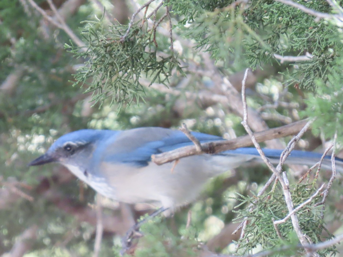 Woodhouse's Scrub-Jay - ML644184516