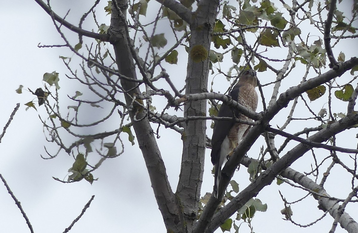 Cooper's Hawk - ML644184517
