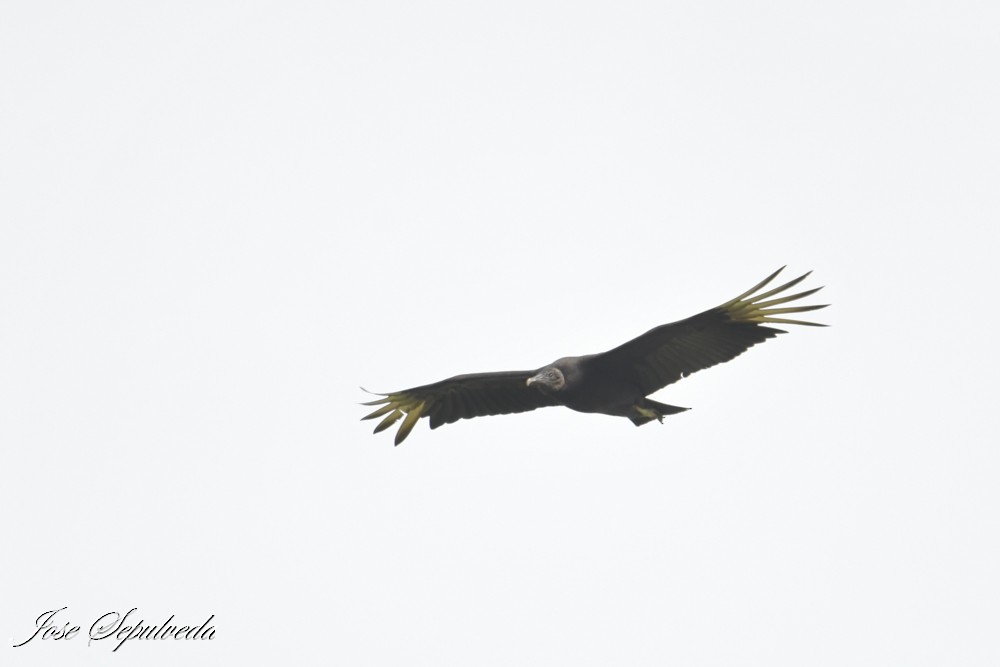 Black Vulture - ML644184518