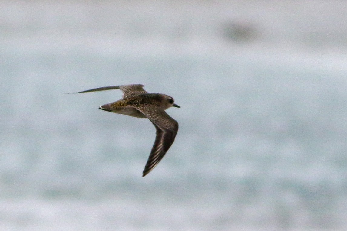 American Golden-Plover - ML644184519