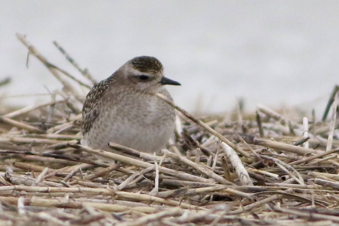 American Golden-Plover - ML644184520