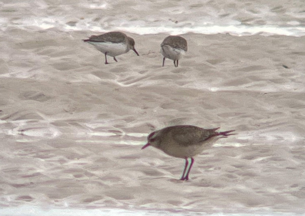 American Golden-Plover - ML644184521