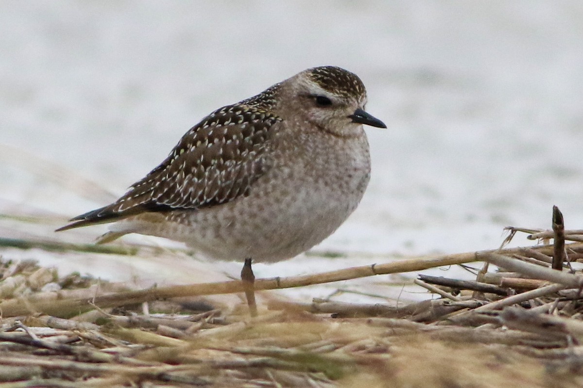 American Golden-Plover - ML644184522
