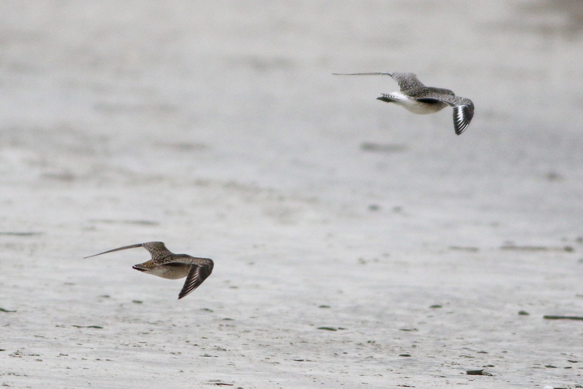 American Golden-Plover - ML644184523