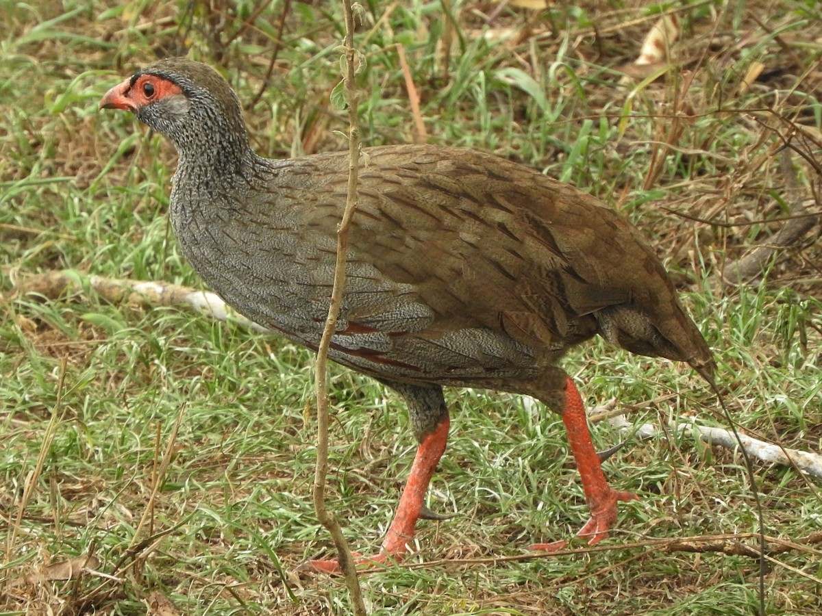 Red-necked Spurfowl - ML644184533