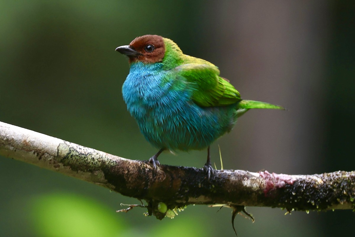 Bay-headed Tanager (Bay-and-blue) - ML644184540