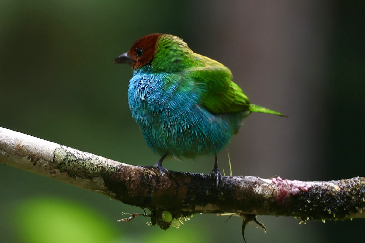 Bay-headed Tanager (Bay-and-blue) - ML644184541