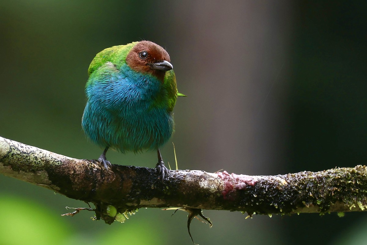 Bay-headed Tanager (Bay-and-blue) - ML644184542