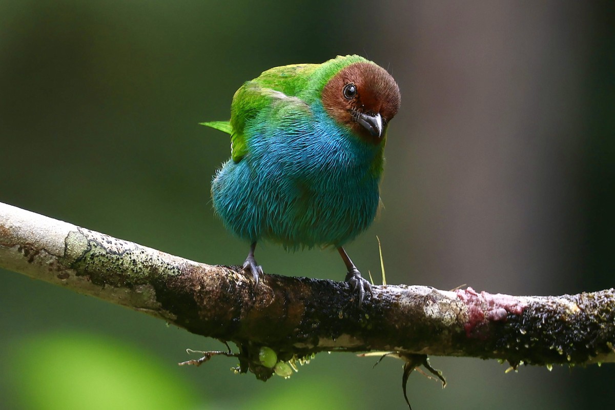 Bay-headed Tanager (Bay-and-blue) - ML644184543
