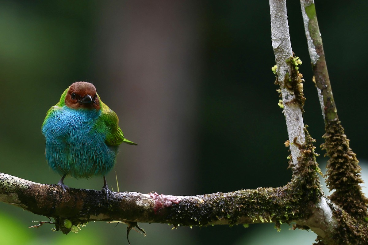 Bay-headed Tanager (Bay-and-blue) - ML644184544