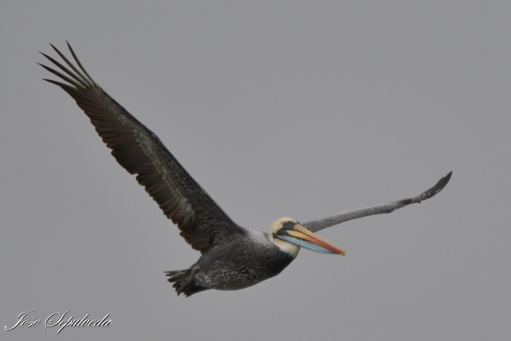 Peru Pelikanı - ML644184545