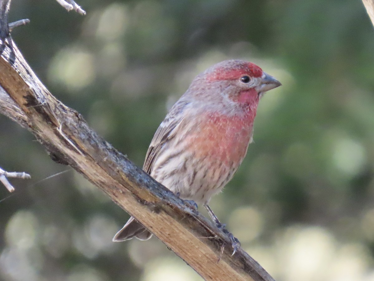 House Finch - ML644184554