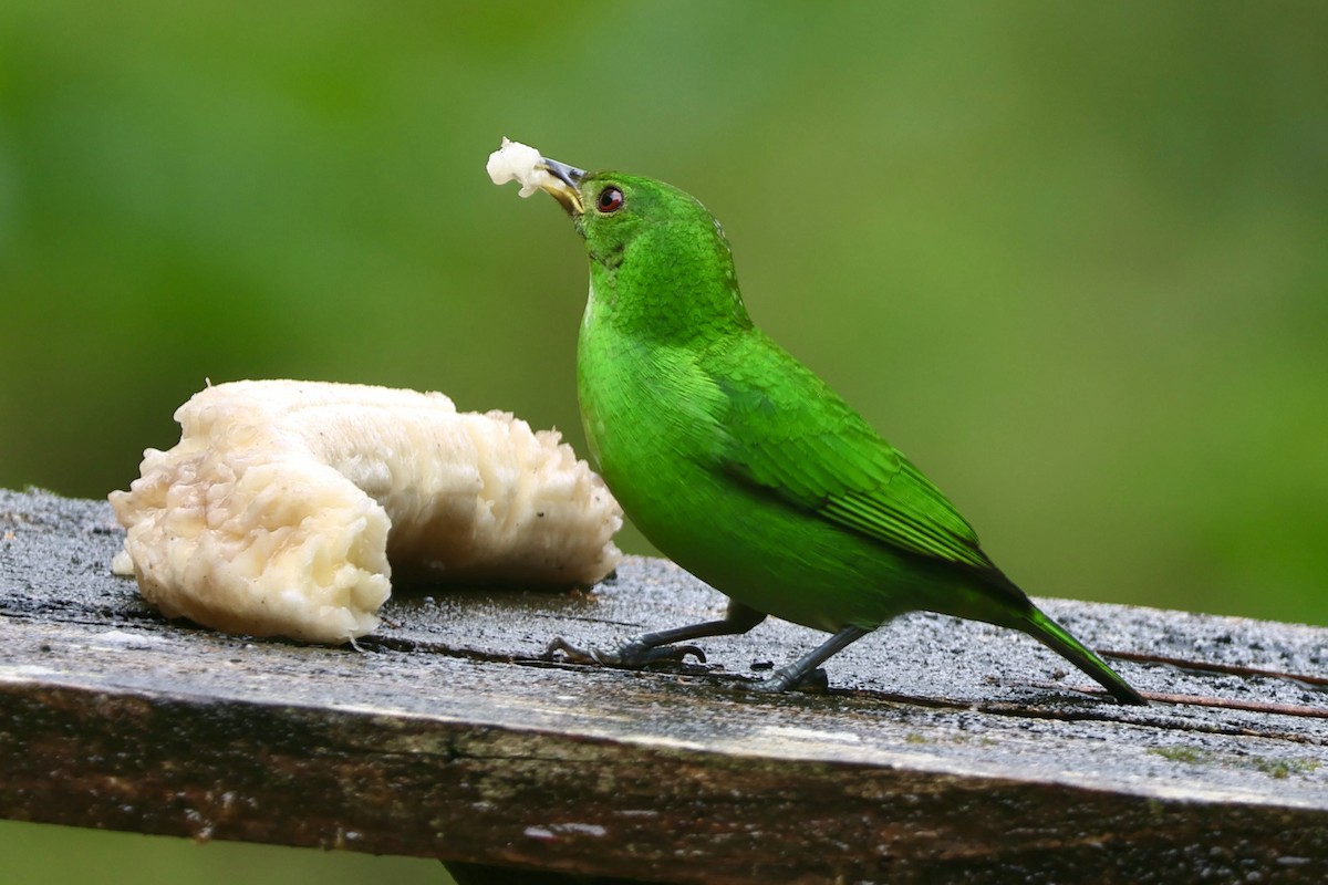 Kappennaschvogel - ML644184556