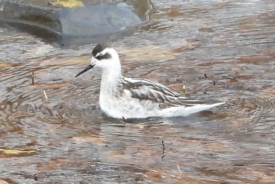 Нарийн сэлээхэй - ML644184557