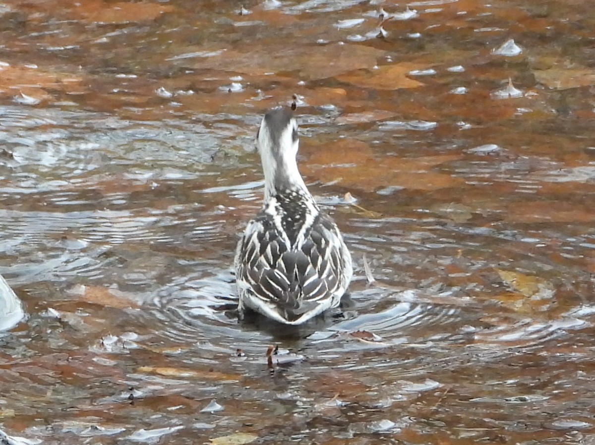 Нарийн сэлээхэй - ML644184559